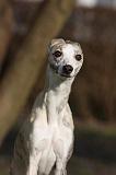 WHIPPET 417